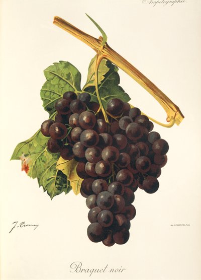 Braquet Noir hroznů od J. Troncy od Jules Troncy