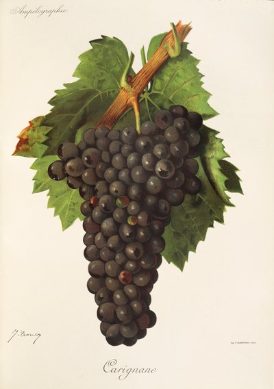 Carignane grape by J. Troncy   1414250   cs       czech Successfully Translated  Original: A funeral ceremony in Cairo Translat: A funeral ceremony in Cairo 1320835 cs czech Successfully Translated Original: Illustration for Siegfried the Dragon-Slayer (co od Jules Troncy