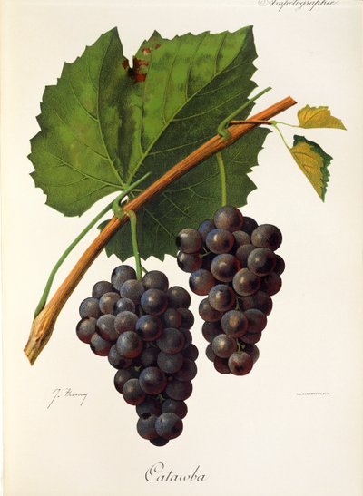 Catawba hroznů od J. Troncy od Jules Troncy