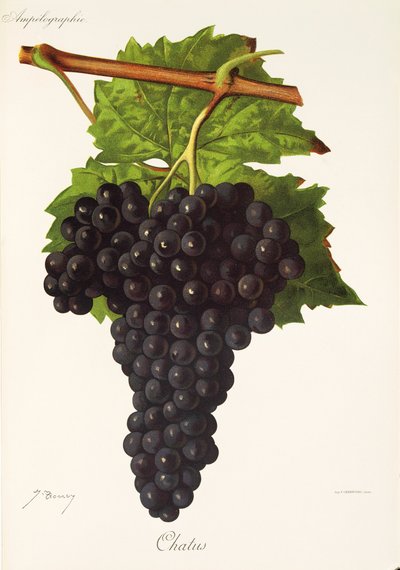 Hrozen Chatus od J. Troncyho od Jules Troncy