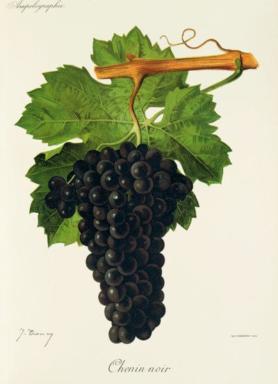 Hrozna Chenin Noir od J. Troncyho od Jules Troncy
