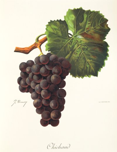 Hrozen Chichaud od J. Troncyho od Jules Troncy