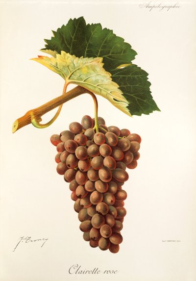 Hrozna Clairette Rose od J. Troncyho od Jules Troncy