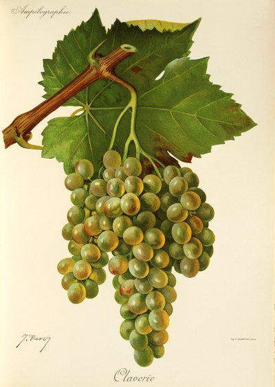 Hrozen Claverie od J. Troncyho od Jules Troncy