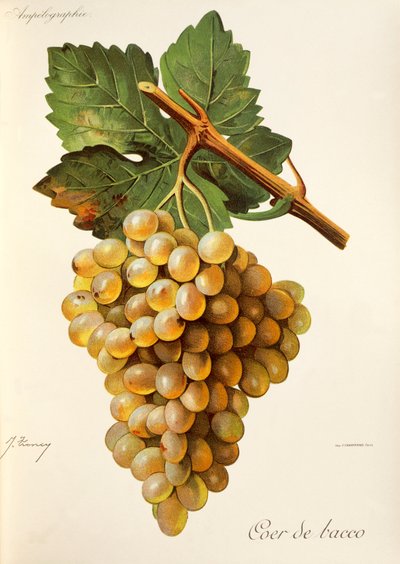 Hrozna Coer de Bacco od J. Troncyho od Jules Troncy