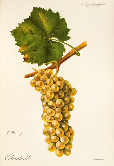 Hrozna Colombaud od J. Troncyho od Jules Troncy