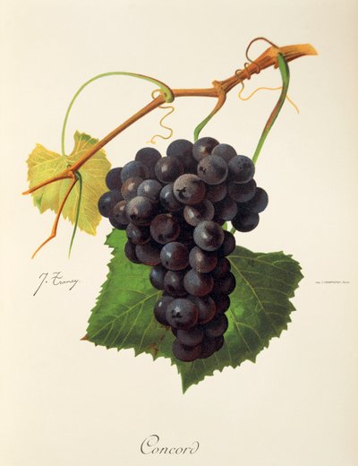 Hrozen Concord od J. Troncyho od Jules Troncy
