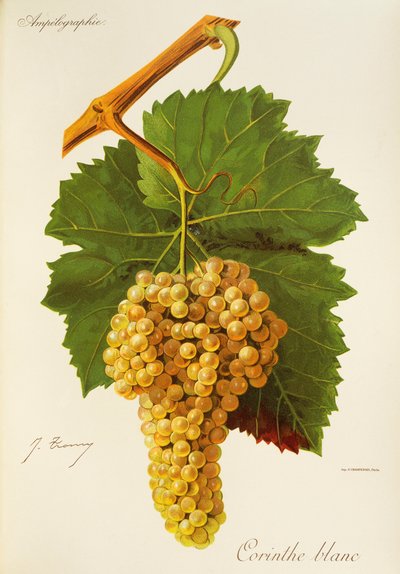 Corinthe White grape od J. Troncyho od Jules Troncy