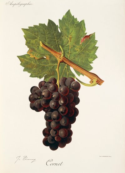 Hrozen Cornet od J. Troncyho od Jules Troncy