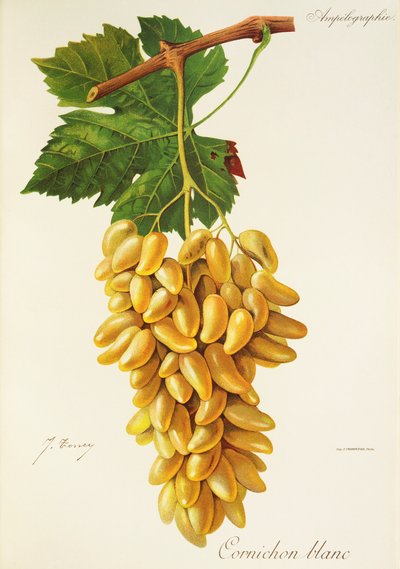 Gherkin White grape od J. Troncyho od Jules Troncy