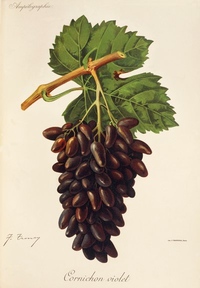 Cornichon Violet hroznů od J. Troncy od Jules Troncy