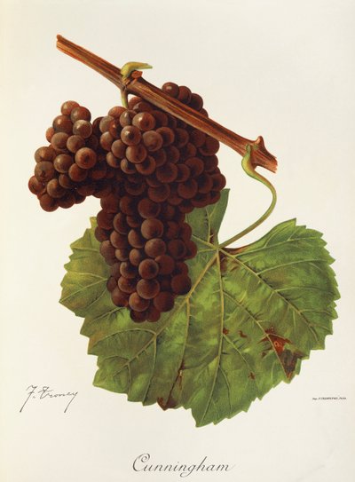 Hrozen Cunningham od J. Troncyho od Jules Troncy