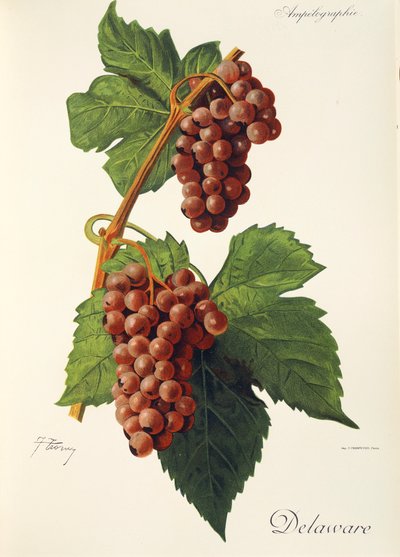 Delaware hroznů od J. Troncy od Jules Troncy