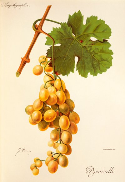 Hrozna Djendalli od J. Troncyho od Jules Troncy