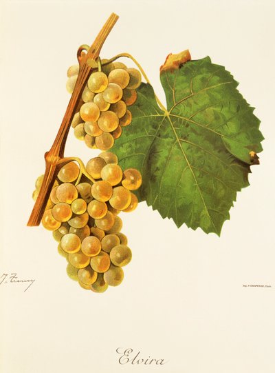 Hrozna Elvira od J. Troncyho od Jules Troncy