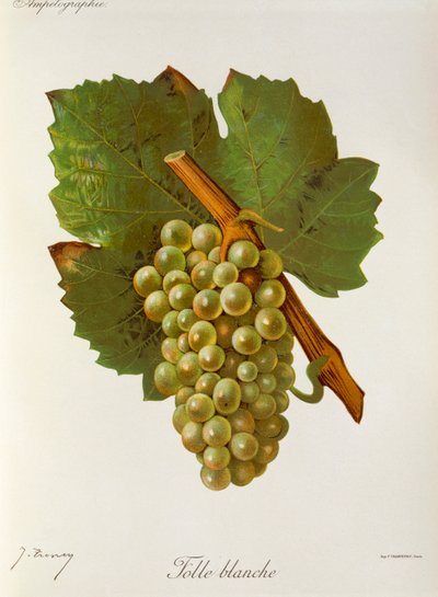 Hrozna Folle Blanche od J. Troncyho od Jules Troncy