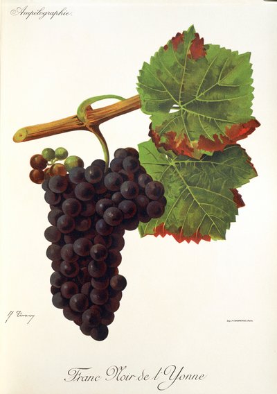 Hrozna Franc Noir de l