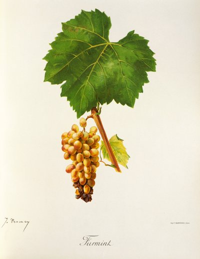 Hrozna Furmint od J. Troncyho od Jules Troncy