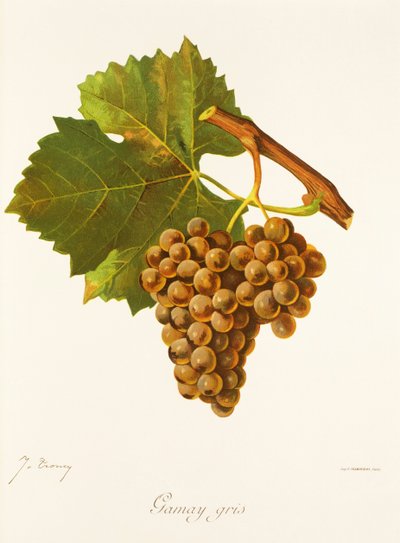 Hrozna Gamay Gris od J. Troncyho od Jules Troncy
