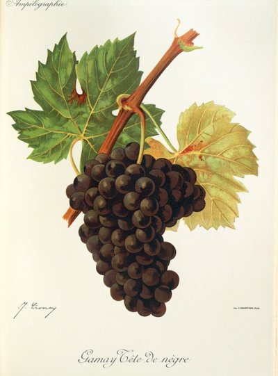 Hrozna Gamay Tete de Negre od J. Troncyho od Jules Troncy