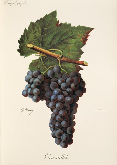 Genouillet hroznů od J. Troncy od Jules Troncy