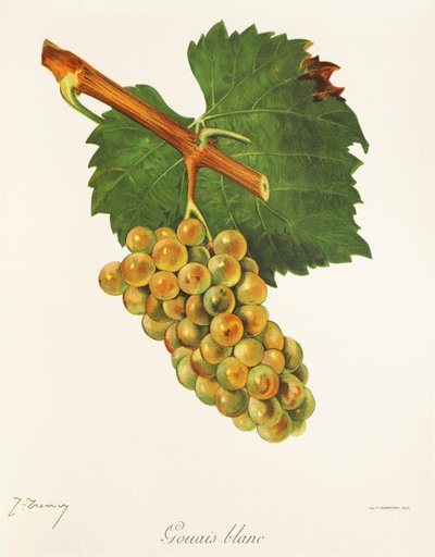 Hrozna Gouais Blanc od J. Troncyho od Jules Troncy