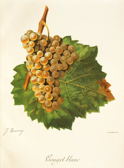 Hrozna Gouget Blanc od J. Troncyho od Jules Troncy