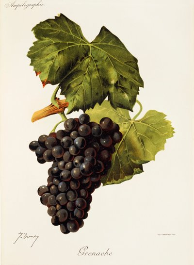 Hrozen Grenache od J. Troncyho od Jules Troncy