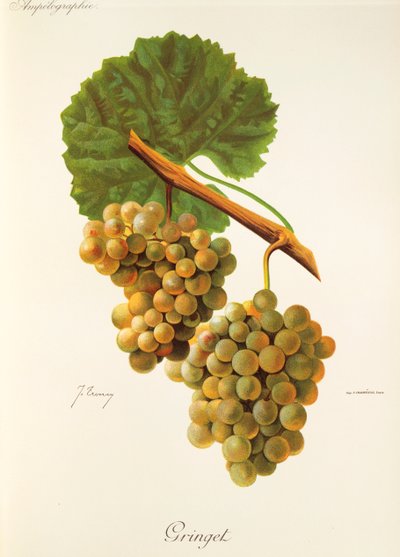 Hrozen Gringet od J. Troncyho od Jules Troncy