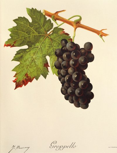 Hrozen Groppello od J. Troncyho od Jules Troncy
