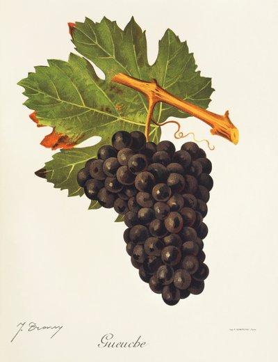 Hrozna Gueuche od J. Troncyho od Jules Troncy
