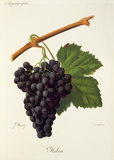Hrozen sovy od J. Troncyho od Jules Troncy