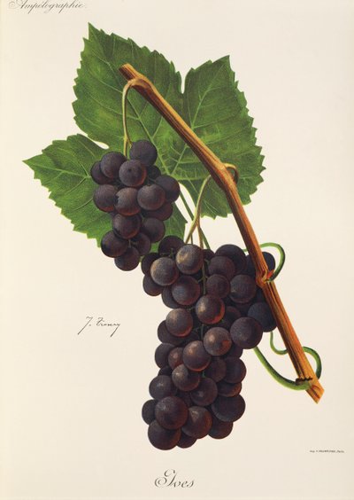 Ives grape od J. Troncyho od Jules Troncy