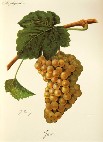 Jaen grape od J. Troncyho od Jules Troncy