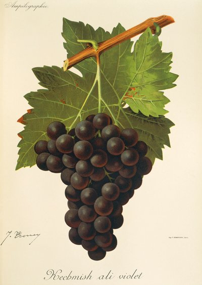 Hrozna Kechmish Ali Violet od J. Troncyho od Jules Troncy