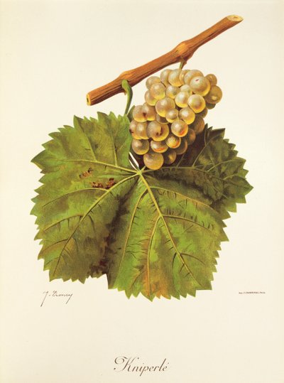 Hrozna Kniperle od J. Troncyho od Jules Troncy