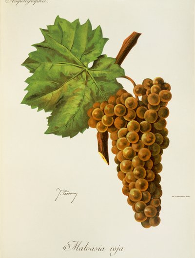 Hrozna Malvasia Roja od J. Troncyho od Jules Troncy