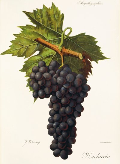 Hrozna Mieluccio od J. Troncyho od Jules Troncy