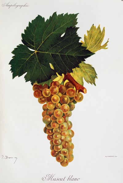 Bílé hrozny Moscato (Muscat blanc) od Julese Troncyho z Ampelographie, Traite general de viticulture (Ampelografie, Generální smlouva o vinohradnictví), díl III, Pierre Viala (1859-1936) a Victor Vermorel (1848-1927), Paříž od Jules Troncy