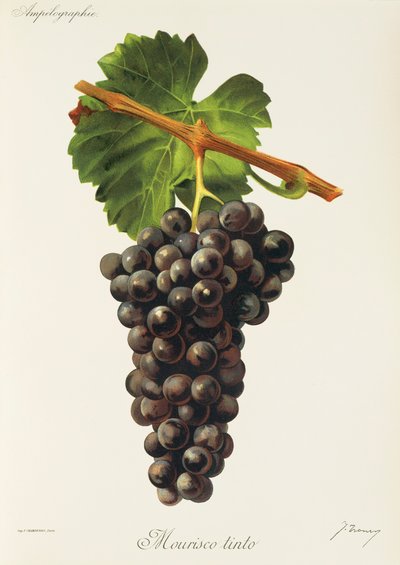 Hrozna Mourisco Tinto od J. Troncyho od Jules Troncy