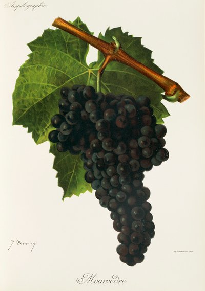 Hrozna Mourvedre od J. Troncyho od Jules Troncy