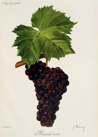 Hrozna Muscat Noir od J. Troncyho od Jules Troncy