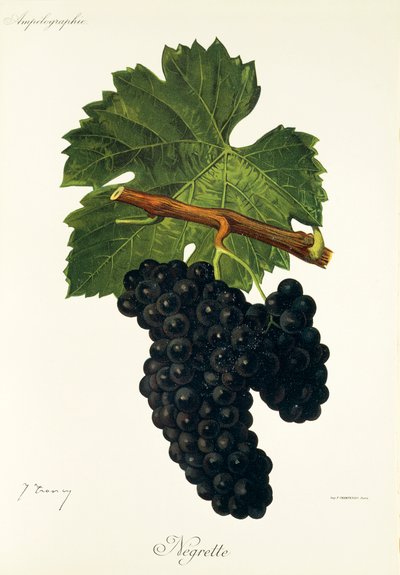 Hrozen Negrette od J. Troncyho od Jules Troncy