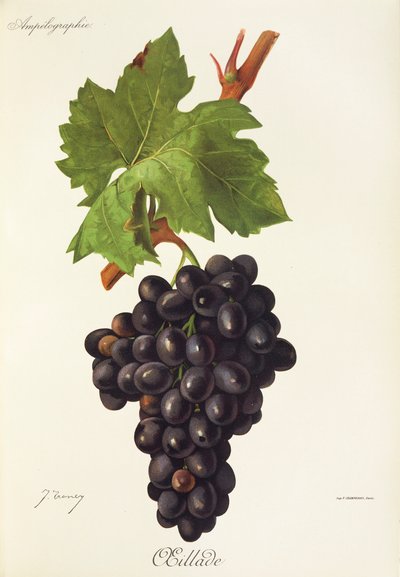 Hrozna Oeillade od J. Troncyho od Jules Troncy