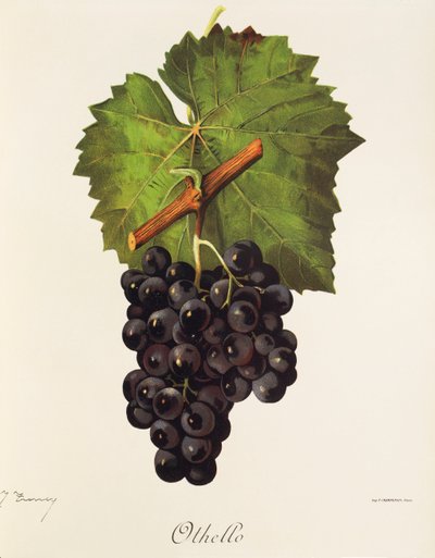 Hrozen Othello od J. Troncyho od Jules Troncy