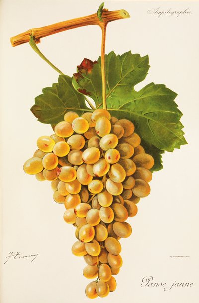 Žlutý paunch hrozen od J. Troncyho od Jules Troncy