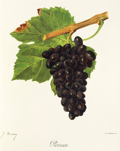 Persan hroznů od J. Troncy od Jules Troncy