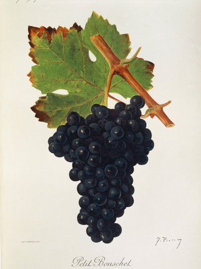 Hrozna Petit Bouschet od J. Troncyho od Jules Troncy