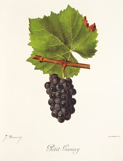 Hrozna Petit Gamay od J. Troncyho od Jules Troncy