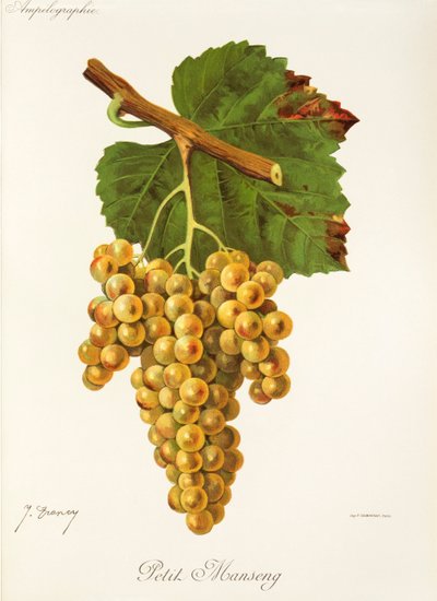 Hrozna Petit Manseng od J. Troncyho od Jules Troncy